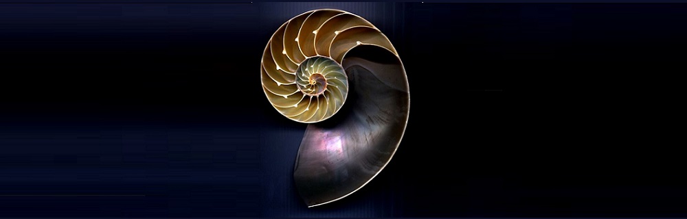 One of nature’s most perfect forms — the nautilus-ed