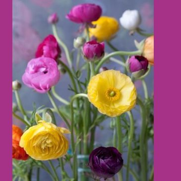 Ranunculus, Persian Buttercup
