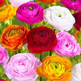 Spring