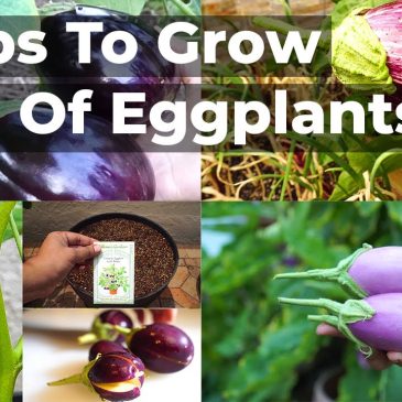 Food Forest up to 700