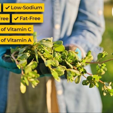 Purslane -The Underestimated Superfood