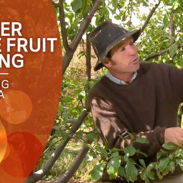How to prune stone fruit trees in summer
