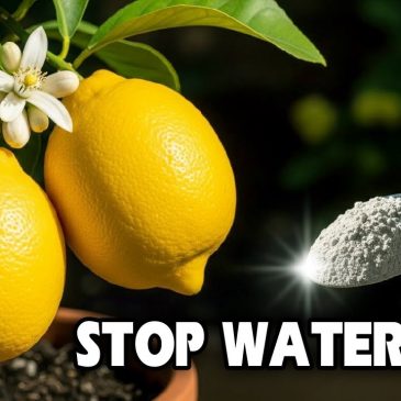 I STOPPED Watering My Lemon Tree