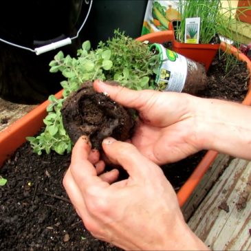 Food Forest Plants