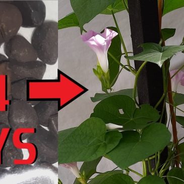 propagating morning glory